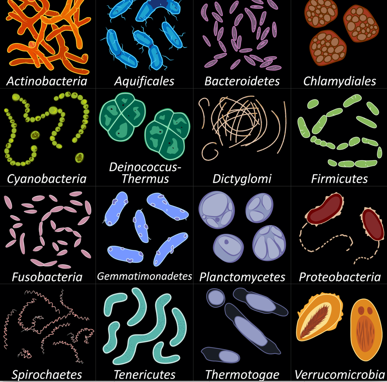 Microbiome profiling (16S rRNA gene sequencing)